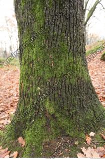 tree bark mossy 0006